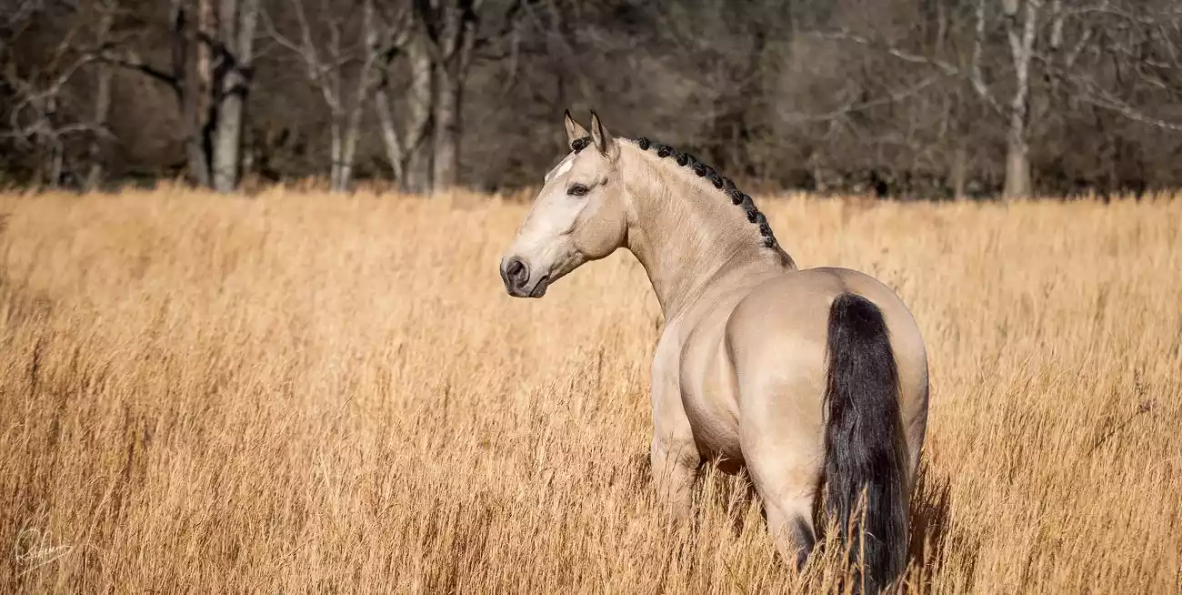 Presenting Ofensor MAC